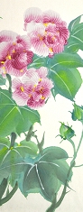 芙蓉1508-1.jpg